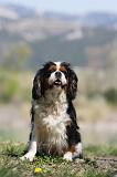 CAVALIER KING CHARLES 622